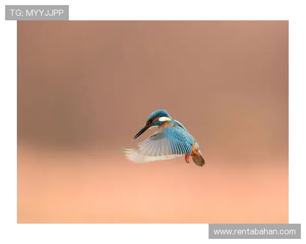 掌握ag捕鱼技巧的实用技巧,快速成为捕鱼高手 掌握ag捕鱼技巧的实用技巧,快速成为捕鱼高手